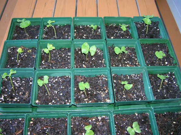 cotton tree seedlings