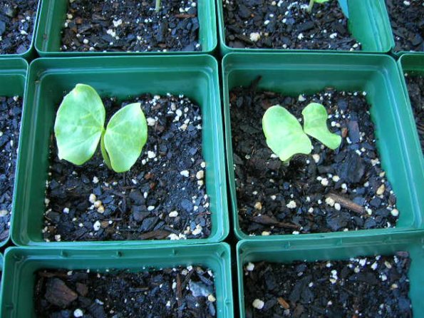 cotton tree seedlings