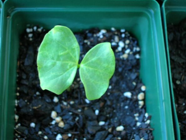 cotton tree seedlings