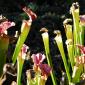 View the image: A Pitcher Plant- Kanapaha Botanical Gardens