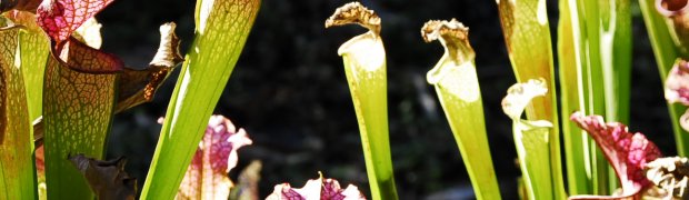 Unusual Plants:
Pitcher Plant:
A Pitcher Plant- Kanapaha Botanical Gardens