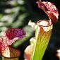 View the image: A Pitcher Plant- Kanapaha Botanical Gardens