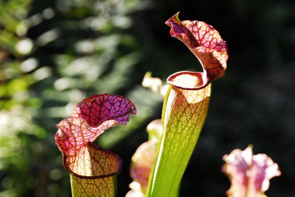 A Pitcher Plant- Kanapaha Botanical Gardens