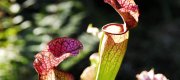 View the Album: Pitcher Plant
 3 images(s)