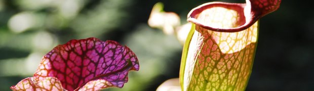 Pitcher Plant:
A Pitcher Plant- Kanapaha Botanical Gardens