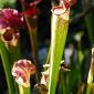 View the image: A Pitcher Plant- Kanapaha Botanical Gardens