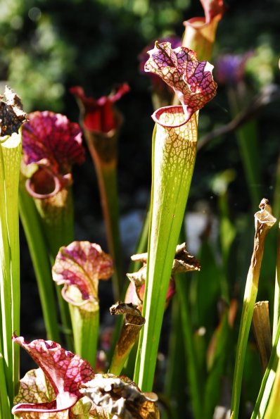 A Pitcher Plant- Kanapaha Botanical Gardens