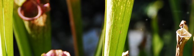 Pitcher Plant:
A Pitcher Plant- Kanapaha Botanical Gardens