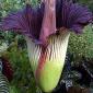 View the image: Titan-arum