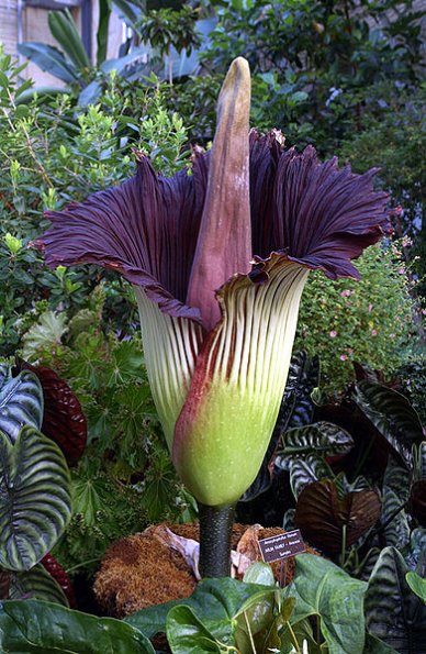 Titan-arum