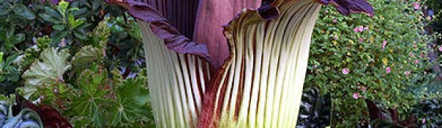 Voodoo Lily:
Titan-arum