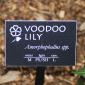 View the image: Voodoo Lily