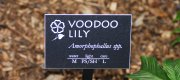 View the Album: Voodoo Lily
 6 images(s)