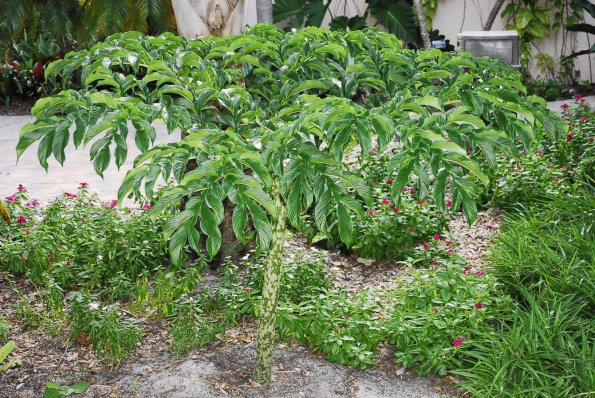 Voodoo Lily plant