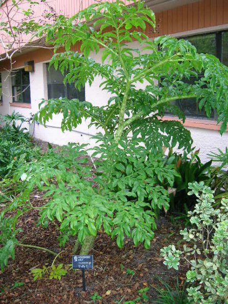 voodoo lily plant