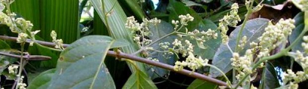 Banisteriopsis caapi Vines:
B.-caapi-Flower-Buds