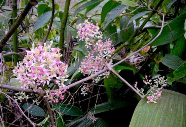 B.-caapi-Flowers