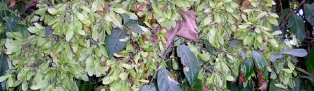 Banisteriopsis caapi Vines:
B.-caapi-Seeds-Still-On-Plant