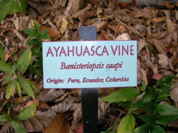 Banisteriopis_caapi1