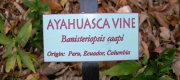 View the Album: Banisteriopsis caapi Vines
 1 albums(s)
 17 images(s)