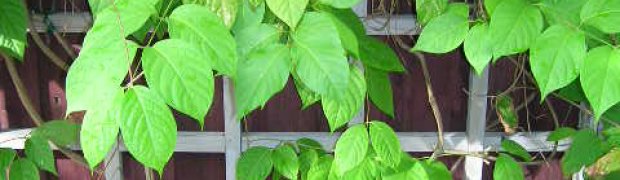 Banisteriopsis caapi Vines:
Banisteriopis_caapi2
