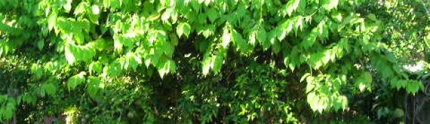Banisteriopsis caapi Vines:
Banisteriopsis_caapi1