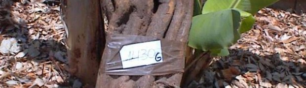 Vine Plants:
Banisteriopsis caapi Vines:
Giant-B.-caapi-vine-for-ayahuasca