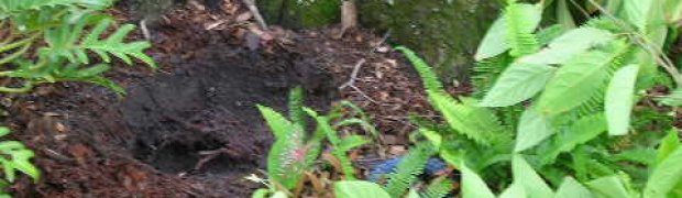 Planting a Banisteriopsis caapi Plant:
DSCN2601