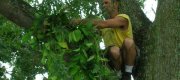 View the Album: Planting a Banisteriopsis caapi Plant
 6 images(s)