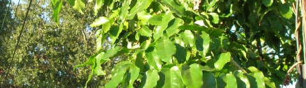 Vine Plants:
Griffonia simplicifolia:
Griffonia simplicifolia 