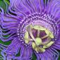 View the image: Passion Flower