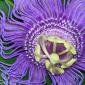 View the image: Passion Flower