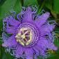 View the image: Passion Flower