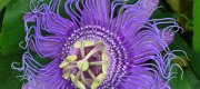 View the Album: Passiflora incarnata
 4 images(s)