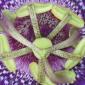 View the image: Passion Flower