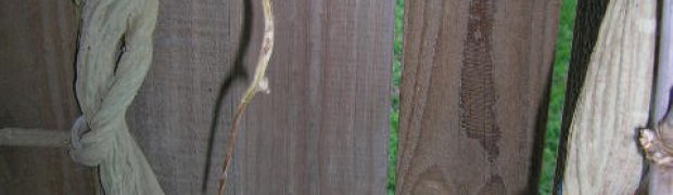 Rivea corymbosa:
Rivea_corymbosa1