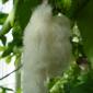 View the image: Gossypium herbaceum cotton