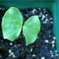 View the image: cotton tree seedlings
