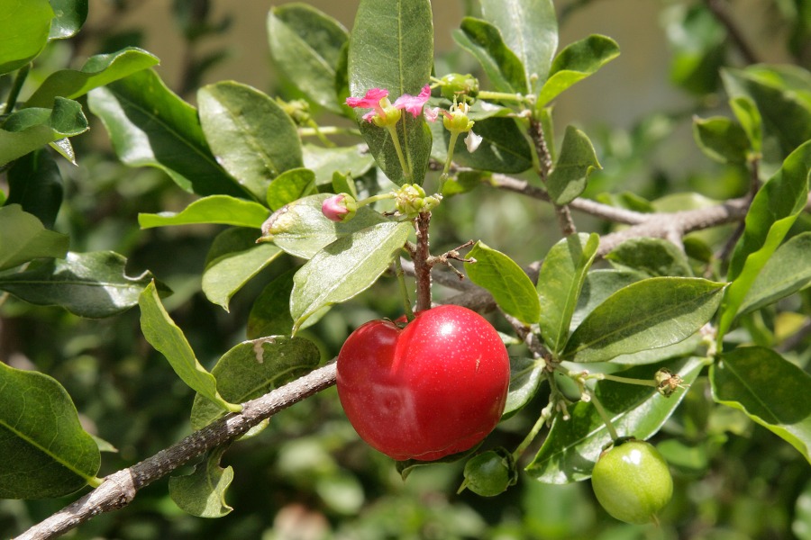 M. emarginata - Acerola Cherry