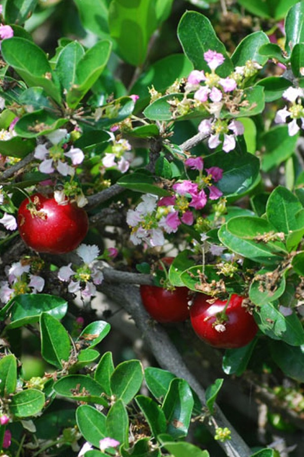 M. emarginata- Acerola Cherry-Powdered Cherry- 1lb (448 gms) #PB