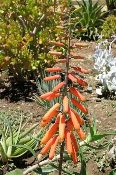 Aloe ciliaris (Climbing Aloe) Cutting