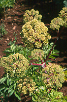 Angelica archangelica (Angelica) 100 Seeds