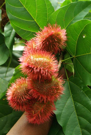 Bixa orellana (Annatto) 20 Seeds #HH