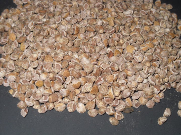 Argyreia nervosa (HBWR) India Seeds 1oz (28gms)