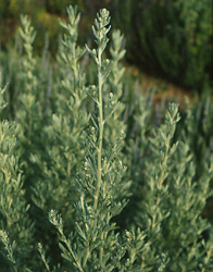 Artemisia absinthium (Wormwood, Absinthe) 200 Seeds