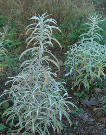 Artemisia ludoviciana- (Western Mugwort) 200 Seeds #HH