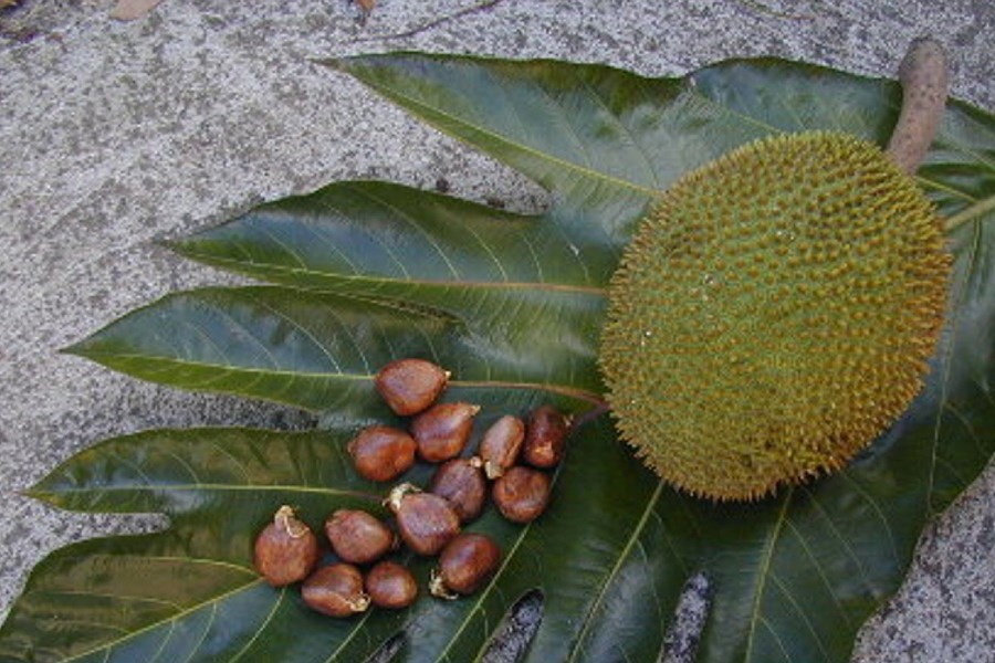 Artocarpus camansi (Breadnut) Seeds