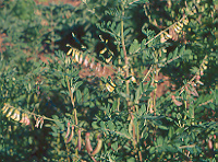 Astragalus membranaceus (Astragalus) 50 Seeds