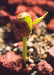 Azadirachta indica- (Neem) 10 Seeds #HH