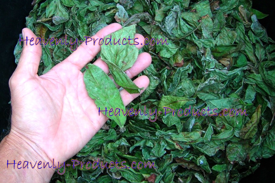 Psychotria viridis USA Grade B Organic Leaves- 1/4lb (114gms)
